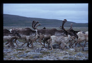 Barren ground Caribou