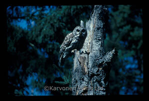 Barred Owl