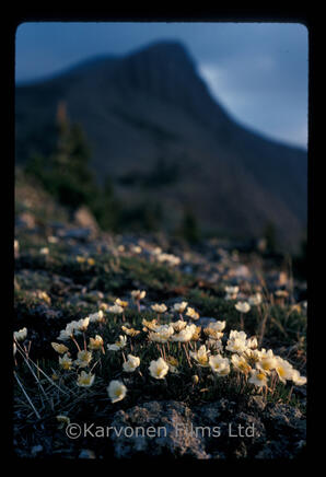 White Mountain Avens