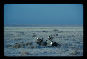 Sage Grouse
