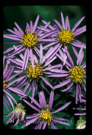 Asters