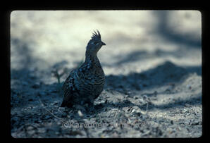 Ruffed Grouse