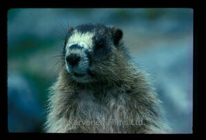 Hoary Marmot