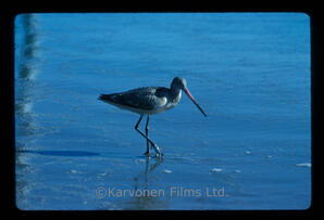 Marbled Godwit