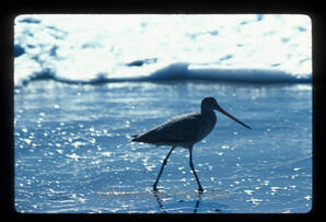 Marbled Godwit