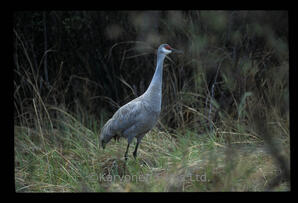 Sandhill Crane