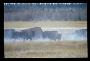 Wood Bison
