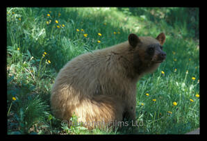 Black Bear - cinnamon phase
