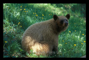 Black Bear - cinnamon phase