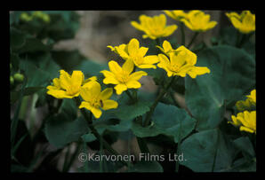 Marsh Marigolds