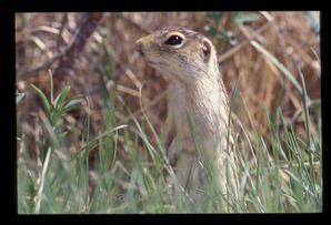 13 Lined Ground Squirrel