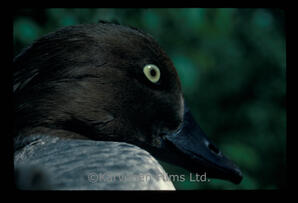 Goldeneye duck