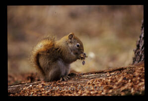Red Squirrel