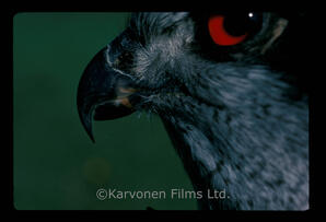 Northern Goshawk