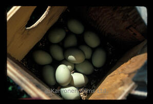 Goldeneye duck eggs