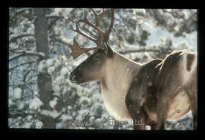 Woodland Caribou