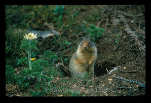 Arctic? Ground Squirrel