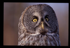 Great Grey Owl