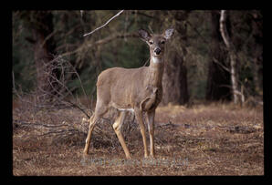 White tailed Deer - doe