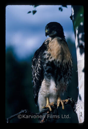 Red tailed Hawk