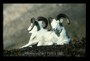 Dall Sheep - rams