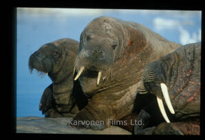 Walrus