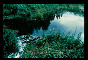 Beaver Pond Scenic