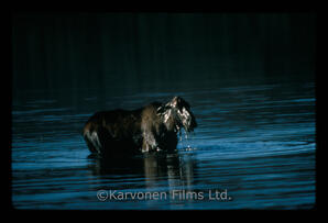 Moose - cow