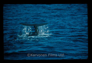 Sperm Whale