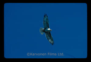 Ferruginous Hawk