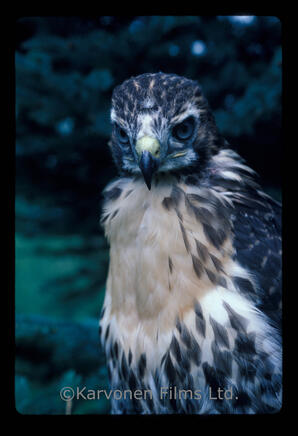 Red tailed Hawk