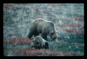 Grizzly Bear - sow and cub