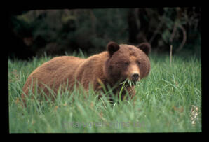Grizzly Bear