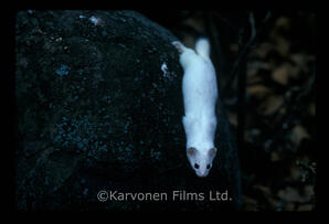 Short tailed Weasel