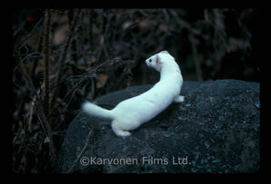 Short tailed Weasel