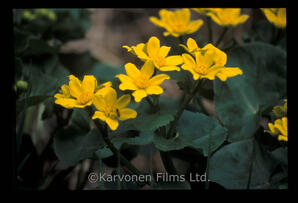 Marsh Marigolds