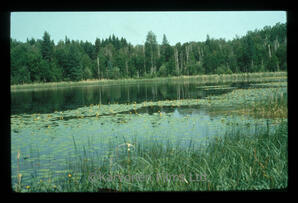 Pond Scenic
