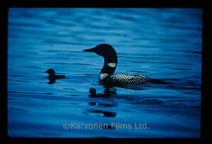 Common Loon