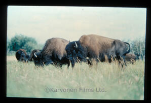 Wood Bison