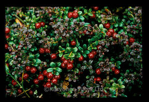 Cranberry