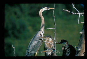 Great Blue Heron
