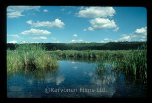 Wetland Scenic