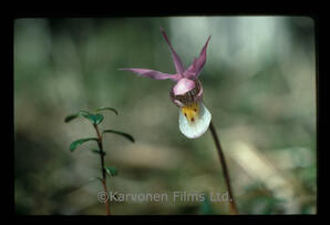Lady Slipper? Orchid