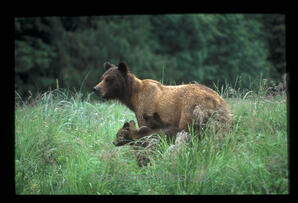 Grizzly Bear - sow and cub