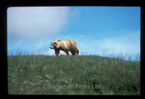 Grizzly Bear