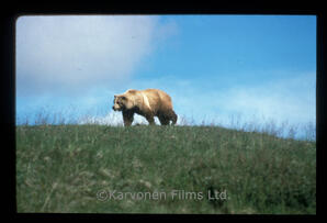 Grizzly Bear
