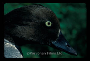 Goldeneye Duck - female