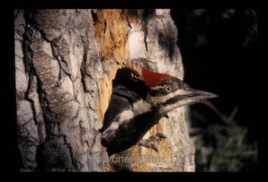 Pileated Woodpecker