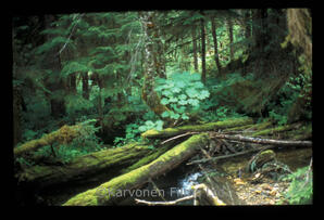 Temperate Rainforest Scenic