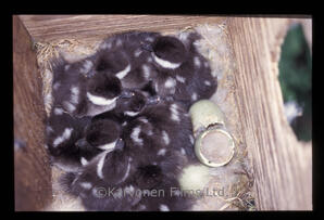 Goldeneye Duck - chicks